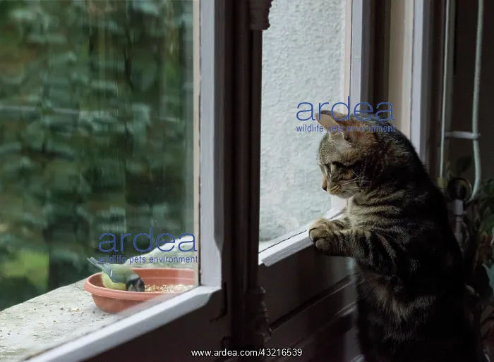: Kitten watching a blue messange behind a window : Kitten watching a blue messange behind a window
