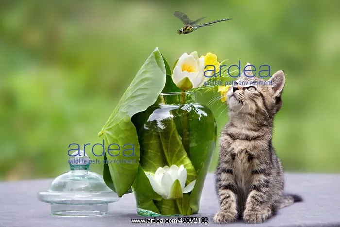 : Kitten watching a Dragonfly in Oberbruck Alsace France : Kitten watching a Dragonfly in Oberbruck Alsace France