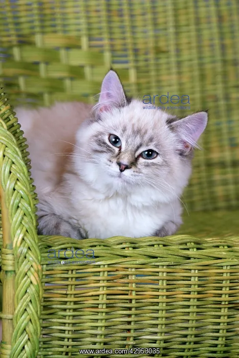  : Kitten white with grey tabby markings resting in