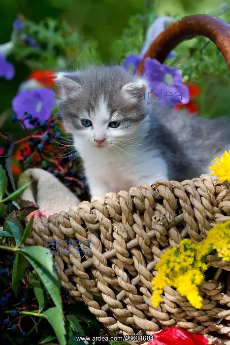: Kitten in a wicker basket and flower Alsace France : Kitten in a wicker basket and flower Alsace France