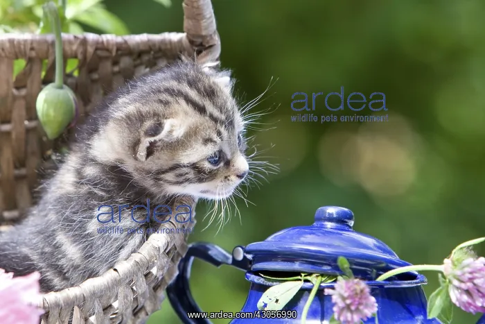 : Kitten in a wicker basket and flowers in summer France : Kitten in a wicker basket and flowers in summer France