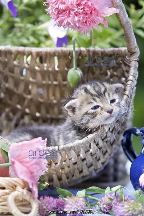 : Kitten in a wicker basket and flowers in summer France : Kitten in a wicker basket and flowers in summer France