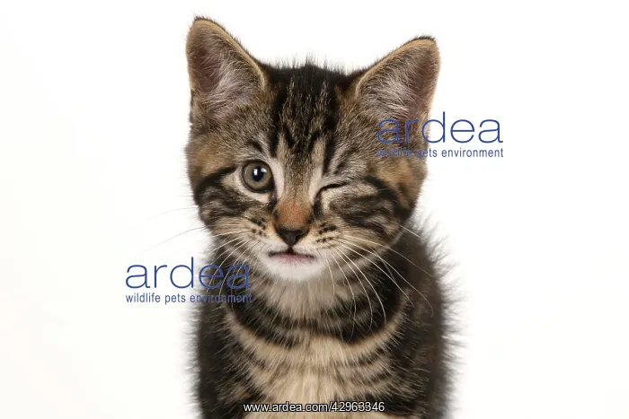 : Kitten winking : Kitten winking