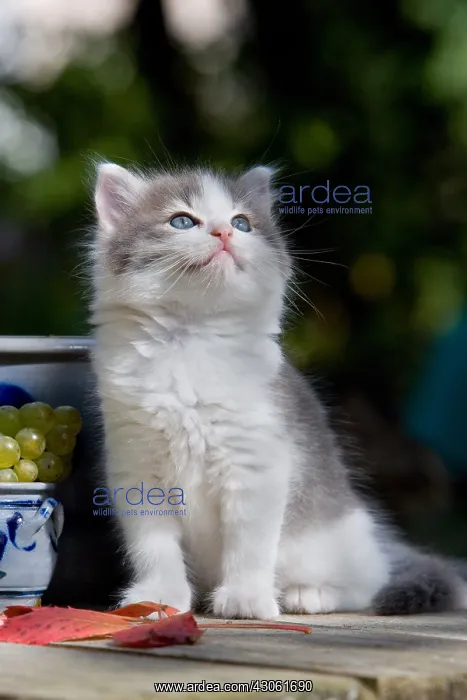 : Kitten on a wooden table and raisin Alsace France : Kitten on a wooden table and raisin Alsace France