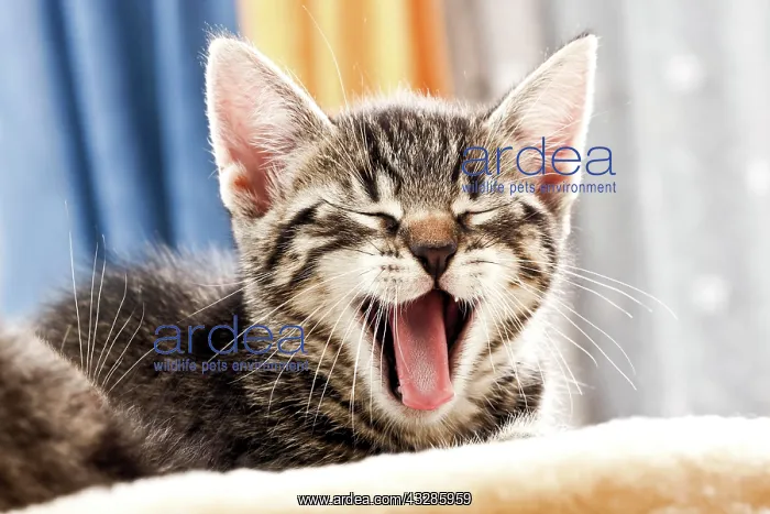 : Kitten yawning, 6 weeks old : Kitten yawning, 6 weeks old