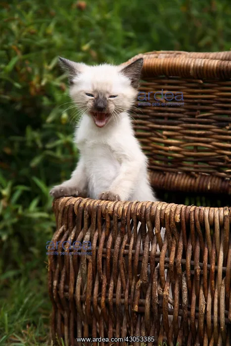 : Kitten yawning in a basket put in a garden : Kitten yawning in a basket put in a garden