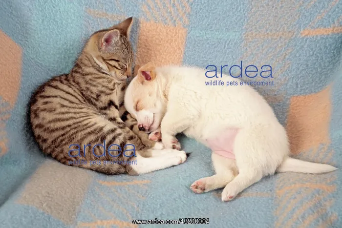 : Kitten and young peacefully sleeping beside each : Kitten and young peacefully sleeping beside each