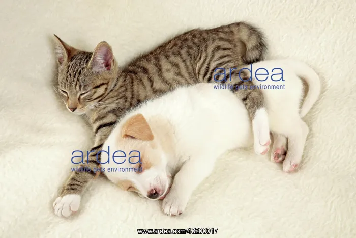 : Kitten and young peacefully sleeping beside each : Kitten and young peacefully sleeping beside each