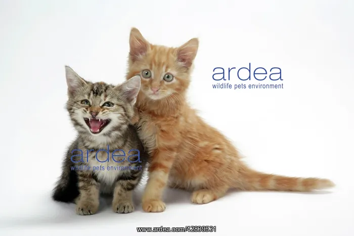 : Two kittens : Two kittens