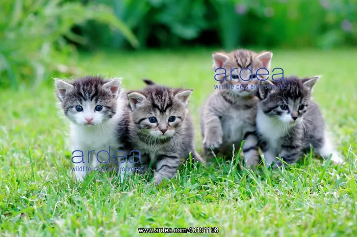 : Kittens : Kittens