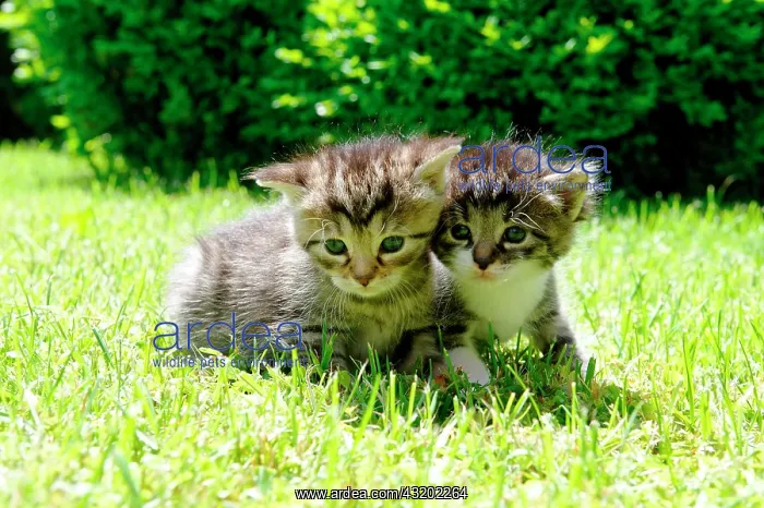 : Kittens : Kittens