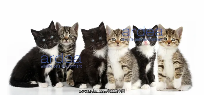 : Six kittens : Six kittens