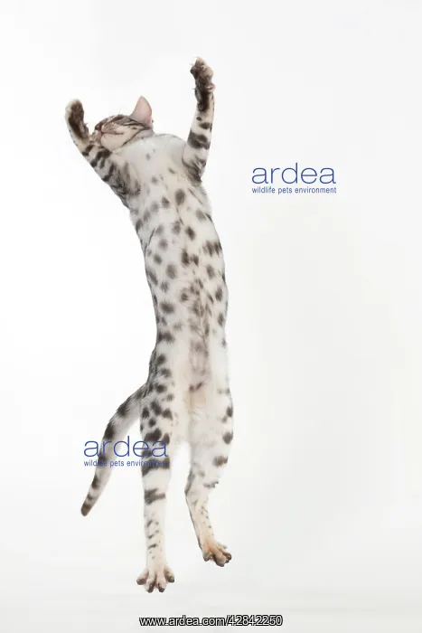  : KITTENS - Bengal kitten 16 weeks