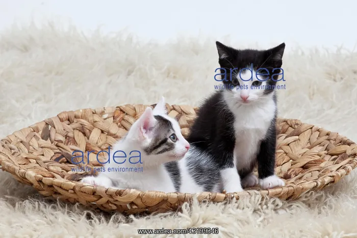 : Two kittens in a bowl : Two kittens in a bowl