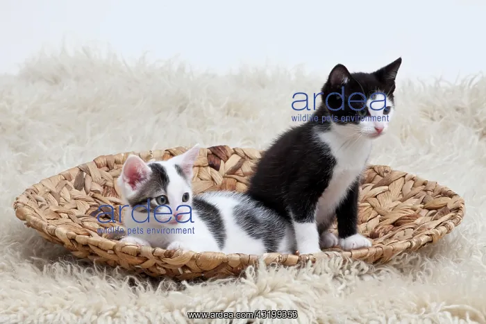 : Two kittens in a bowl : Two kittens in a bowl