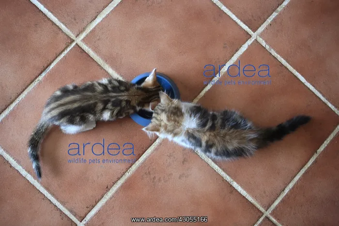 : Two Kittens eating in the same bowl : Two Kittens eating in the same bowl