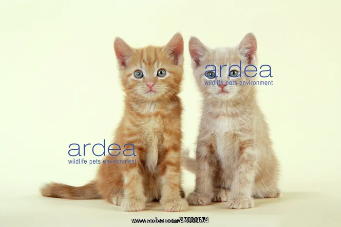 : KITTENS. ( ginger ) : KITTENS. ( ginger )