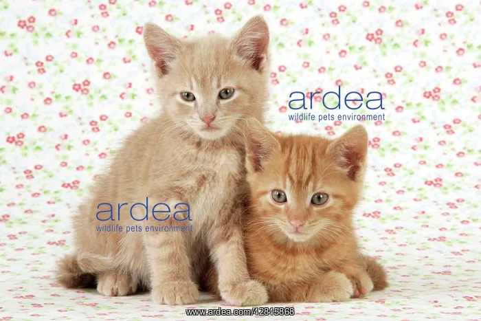 : KITTENS. ( ginger ) : KITTENS. ( ginger )
