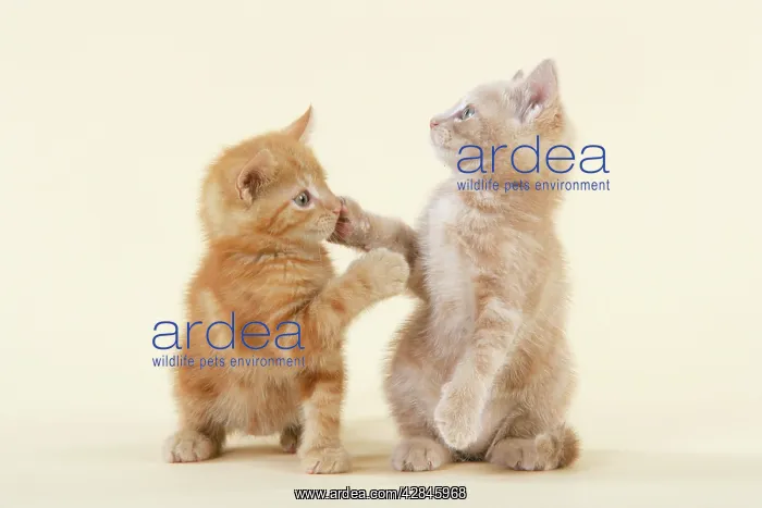 : KITTENS. ( ginger ) playing : KITTENS. ( ginger ) playing