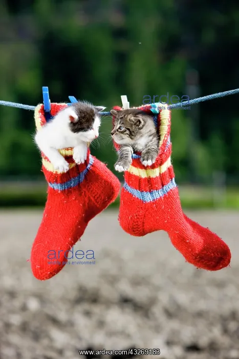 : Kittens hanging in woollen socks on a clothesline : Kittens hanging in woollen socks on a clothesline