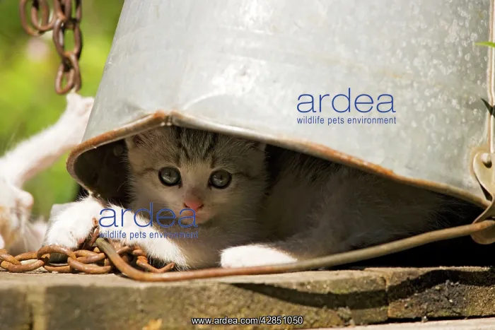  : Kittens - Hiding under old metal bucket