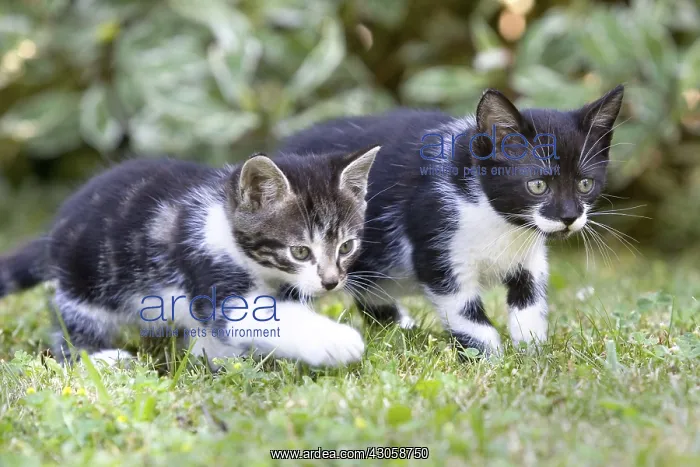 : Kittens being lying in wait Lautenbach France : Kittens being lying in wait Lautenbach France