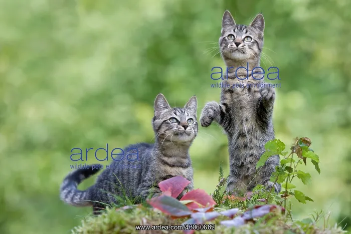 : Two kittens observing on moss in forest Oberbruck : Two kittens observing on moss in forest Oberbruck