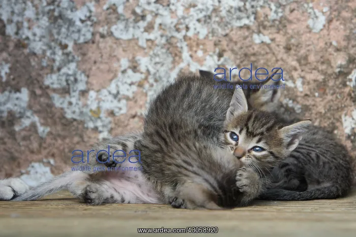 : Kittens playing near a wall : Kittens playing near a wall