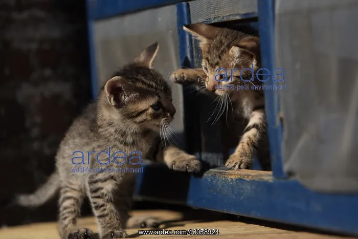 : Kittens playing in a square opening : Kittens playing in a square opening