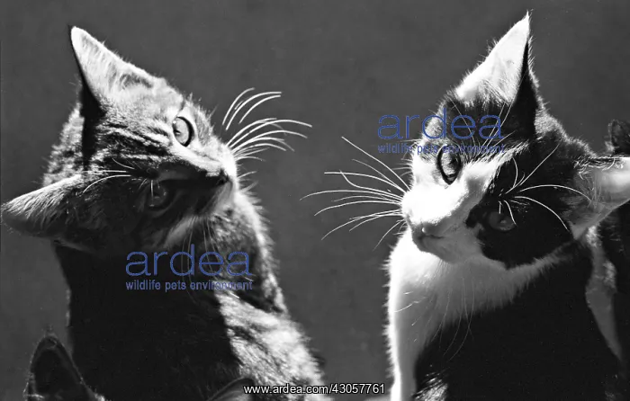  : Kittens Refuge of Beauregard France