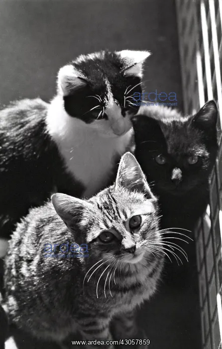 : Kittens Refuge of Beauregard France : Kittens Refuge of Beauregard France