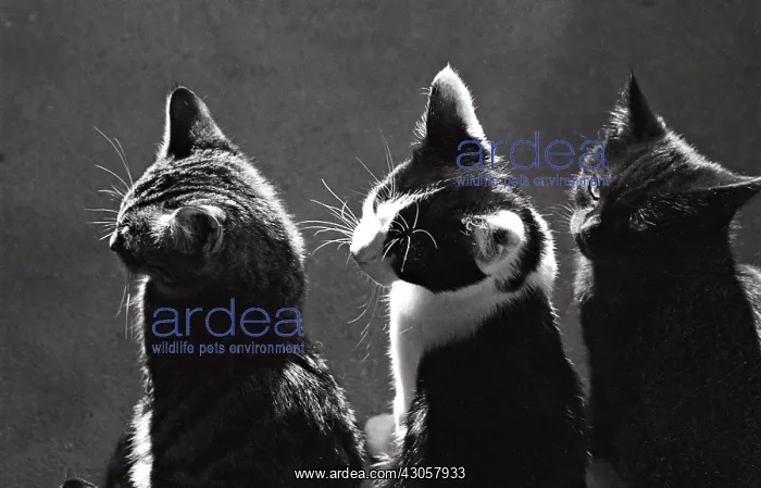 : Kittens Refuge of Beauregard France : Kittens Refuge of Beauregard France