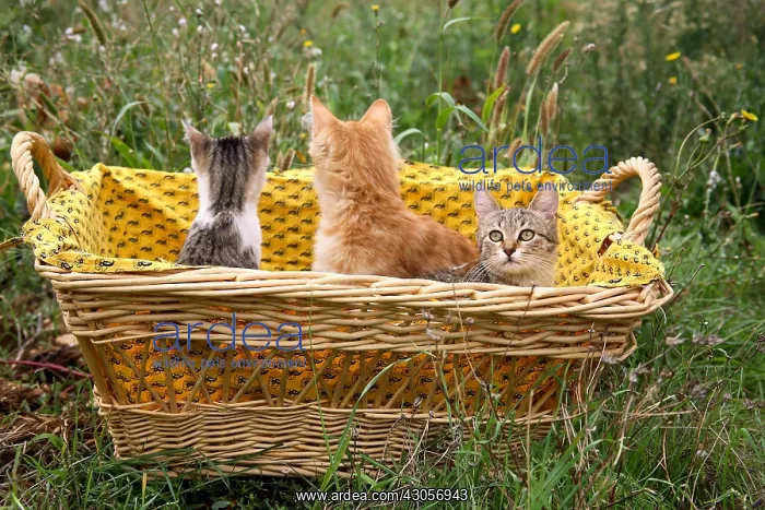 : Kittens sat in a basket outside : Kittens sat in a basket outside