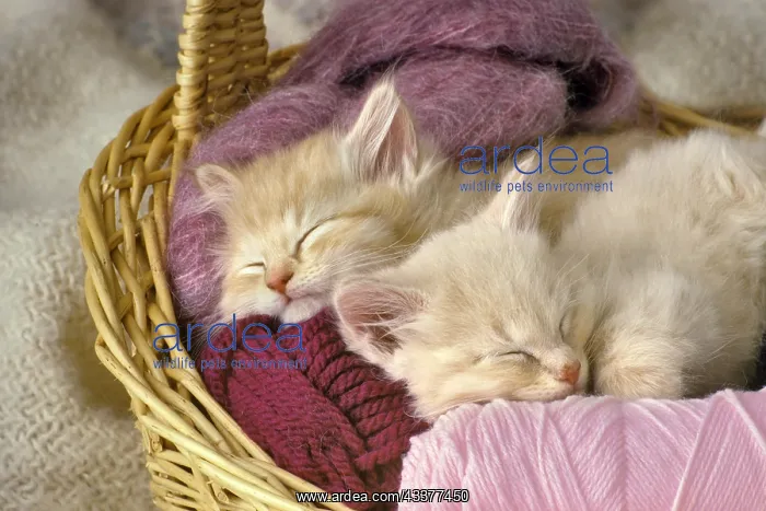 : Kittens Sleeping in the Yarn! : Kittens Sleeping in the Yarn!