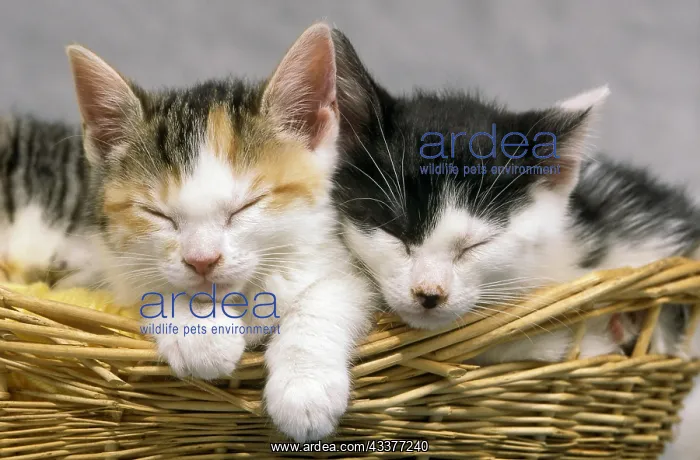 : Kittens Sleeping in the Yarn Basket! : Kittens Sleeping in the Yarn Basket!