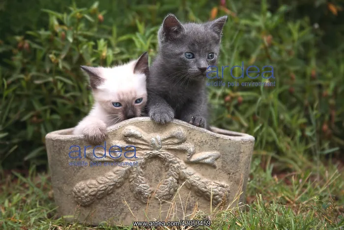: Two Kittens in a stone flowerpot : Two Kittens in a stone flowerpot