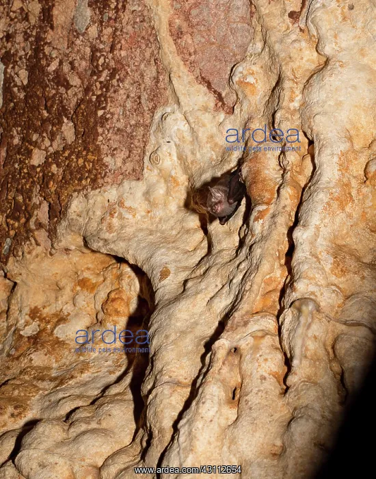 : Kitti's Hog-nosed or Bumblebee Bat : Kitti's Hog-nosed or Bumblebee Bat