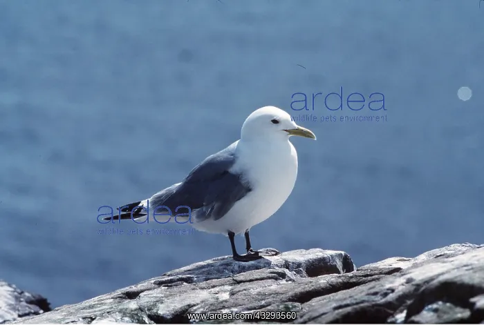 : KITTIWAKE : KITTIWAKE