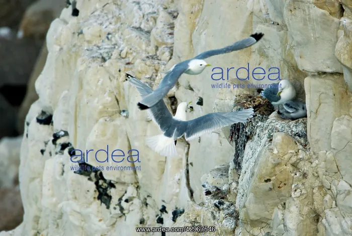 : Kittiwake - adult approaching the nest whilst a : Kittiwake - adult approaching the nest whilst a