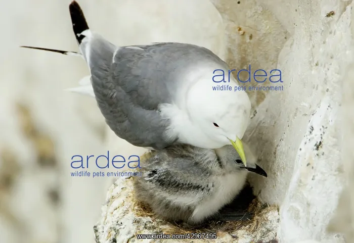 : Kittiwake - adult and chick on the nest : Kittiwake - adult and chick on the nest