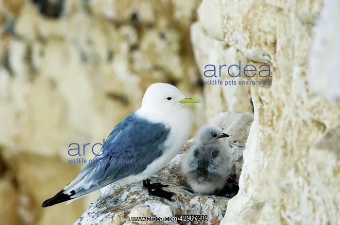 : Kittiwake - adult and chick on the nest : Kittiwake - adult and chick on the nest