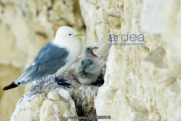 : Kittiwake - adult and chick on the nest ledge - : Kittiwake - adult and chick on the nest ledge -