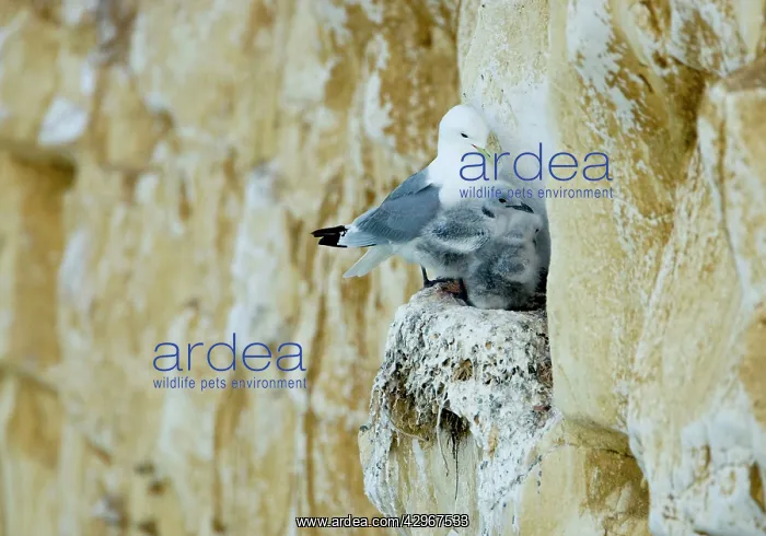 : Kittiwake - adult and two chicks squeezed onto : Kittiwake - adult and two chicks squeezed onto