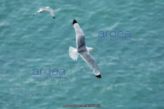 : Kittiwake - adult in flight over the ocean : Kittiwake - adult in flight over the ocean