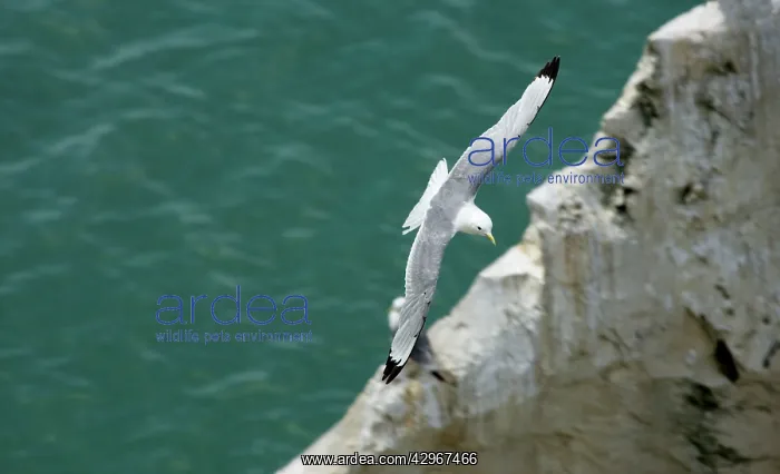 : Kittiwake - adult in flight over the ocean : Kittiwake - adult in flight over the ocean