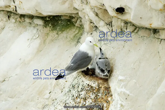 : Kittiwake - adult and juvenile on the nest- the : Kittiwake - adult and juvenile on the nest- the