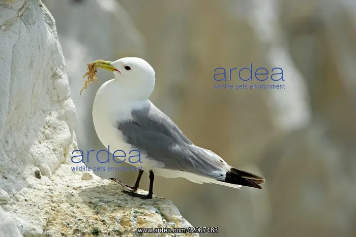 : Kittiwake - adult on a ledge with nesting material : Kittiwake - adult on a ledge with nesting material