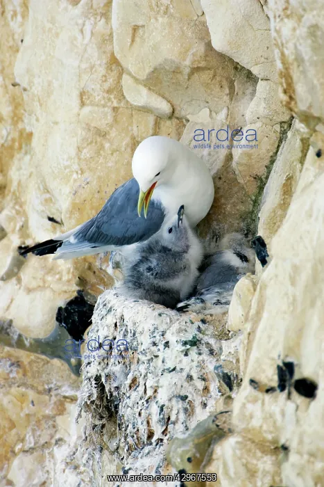 : Kittiwake - adult on the nest with two chicks : Kittiwake - adult on the nest with two chicks