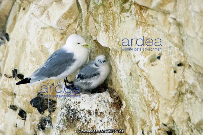  : Kittiwake - adult on the nest with a single juvenile