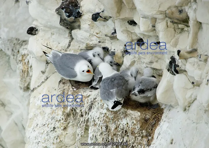  : Kittiwake - adults arguing whilst their chicks